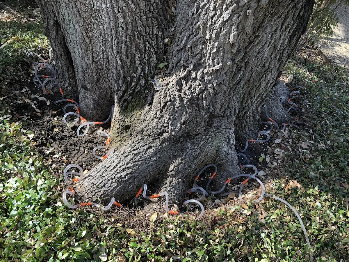 Detailed Tree Cabling and Bracing job site in East Templeton