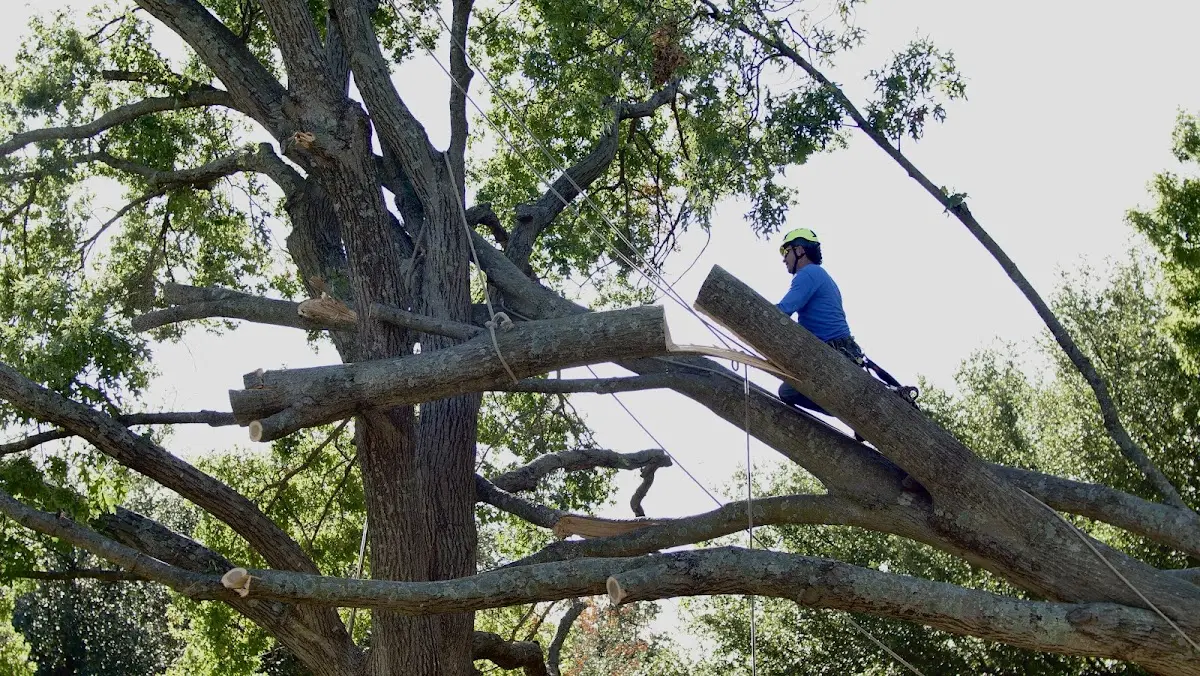 Professional Crown Thinning performed by certified arborists in East Templeton