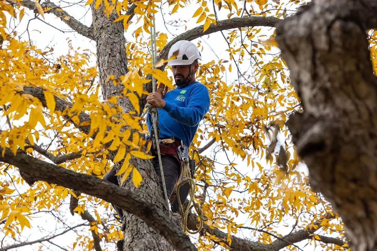 Skilled Tree Pruning crew working in East Templeton